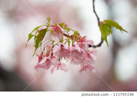 雨滴落下的河津櫻花 115793196