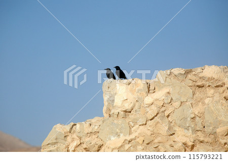 A bird sits on the ruins at Masada, an ancient Jewish fortress in Israel 115793221