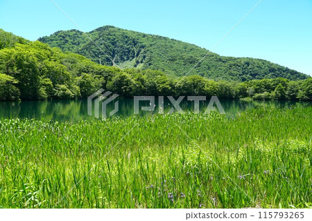Shiga Kogen in early summer: Fresh greenery along the shores of Maruike Lake surrounded by blue skies Shiga Kogen in early summer: Fresh greenery along the shores of Maruike Lake surrounded by blue skies 115793265