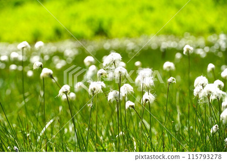 Shiga Highlands in early summer: White cotton grass swaying at Watasuge-daira 115793278