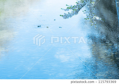 水面、鴨子和櫻花 水面、鴨子和櫻花 115793369