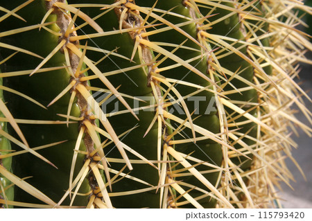 Golden barrel cactus (Echinocactus grusonii), Cactaceae, spines detail, Dominus Flevit Church Garden, Mount of Olives in Jerusalem, Israel 115793420
