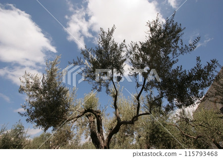Olive trees in famous Garden of Gethsemane Jerusalem, Israel 115793468
