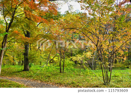 Beautiful autumn foliage in the Ninomaru woods of the East Gardens of the Imperial Palace (Chiyoda-ku, Tokyo) 115793609