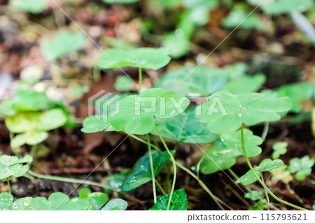 Mitsuba's Clover Mitsuba's Clover 115793621