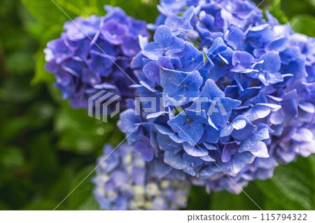 繡球花很漂亮 115794322