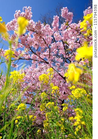 Beautiful rape blossoms and Kawazu cherry blossoms Beautiful rape blossoms and Kawazu cherry blossoms 115794398