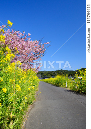 溫暖的春天到來的比企野油菜花路 115794413