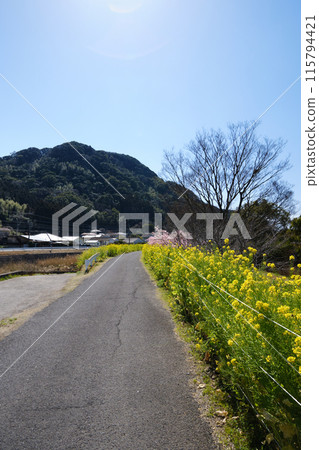 春日樹野油菜花路 春日樹野油菜花路 115794421