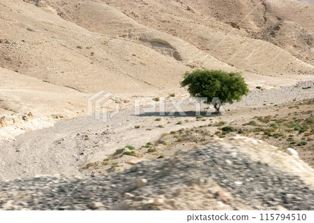 Tree in the desert of Judea, Israel 115794510