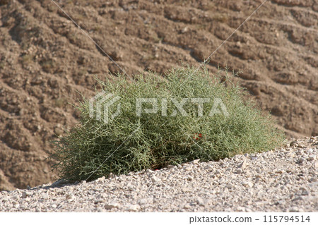 Bush in the desert of Judea, Israel 115794514