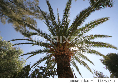 Bottom view of magnificent palm leaves against a blue sky in the center of the Palestinian city of Bethlehem, Israel Bottom view of magnificent palm leaves against a blue sky in the center of the Palestinian city of Bethlehem, Israel 115794714