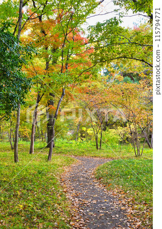 Beautiful autumn foliage in the Ninomaru woods of the East Gardens of the Imperial Palace (Chiyoda-ku, Tokyo) Beautiful autumn foliage in the Ninomaru woods of the East Gardens of the Imperial Palace (Chiyoda-ku, Tokyo) 115794771