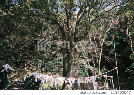 Beautiful sacred tree of the shrine Beautiful sacred tree of the shrine 115795047