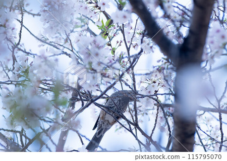 Muku 鳥棲息在櫻桃樹上 Muku 鳥棲息在櫻桃樹上 115795070