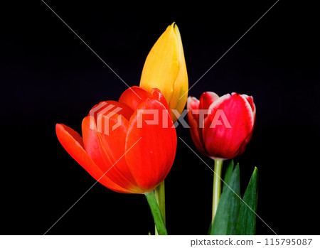 Tulip Macro Tulip Macro 115795087