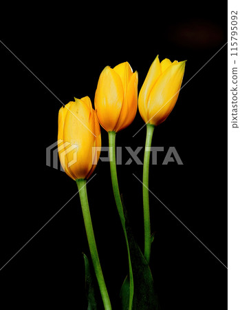 Tulip Macro 115795092