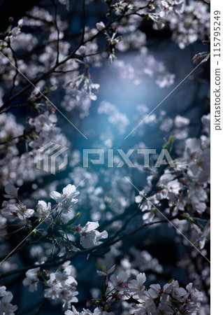 櫻花和藍天 115795249