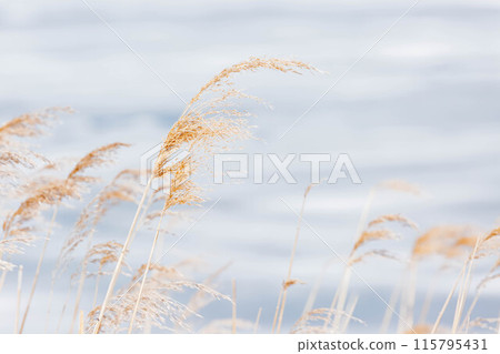 芒草 115795431