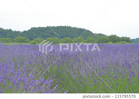 lavender 115795570