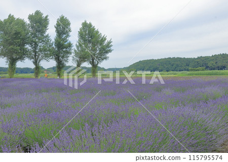 lavender lavender 115795574