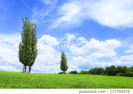Summer scenery of Akabane Hill in Biei, Hokkaido Summer scenery of Akabane Hill in Biei, Hokkaido 115795676