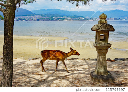 日本廣島縣廿日市市世界遺產嚴島神社的鹿和石燈籠 115795697