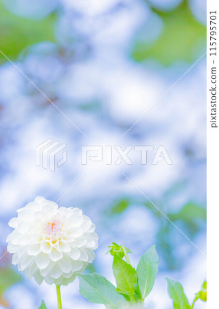 Dahlia 115795701