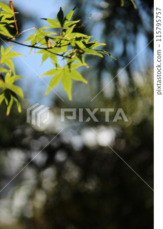Green autumn leaves! The scenery of Japan, rich in nature! The best season for outdoor activities and camping. The sounds and sounds you can feel in nature. 115795757