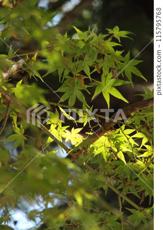 秋天的樹葉綠了!日本風景自然豐富!戶外活動和露營的最佳季節。 秋天的樹葉綠了!日本風景自然豐富!戶外活動和露營的最佳季節。 115795768