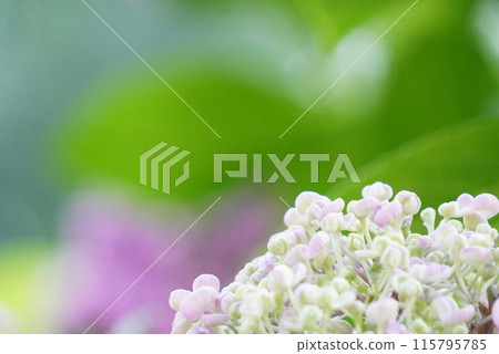繡球 繡球 115795785