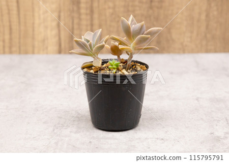 Succulent plants: Graptopetalium succulents grown in black pots Succulent plants: Graptopetalium succulents grown in black pots 115795791