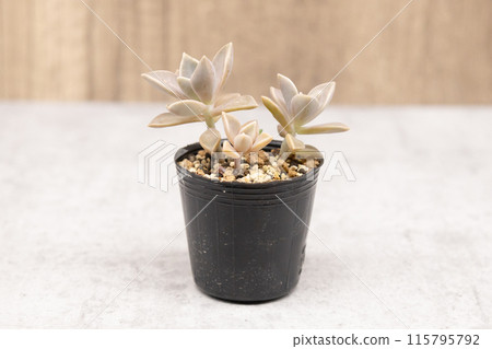 Succulent plants: Graptopetalium succulents grown in black pots Succulent plants: Graptopetalium succulents grown in black pots 115795792