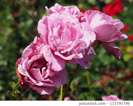 Lake Hamana Flower Expo 2024 Purple Roses 115795796
