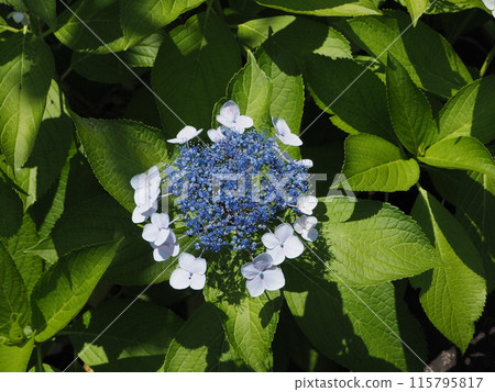 路邊花_六月繡球花 路邊花_六月繡球花 115795817