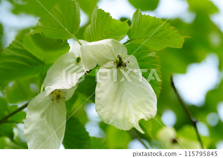 Handkerchief tree, ghost tree Handkerchief tree, ghost tree 115795845