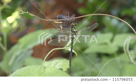 Emergence of dragonfly Emergence of dragonfly 115796055