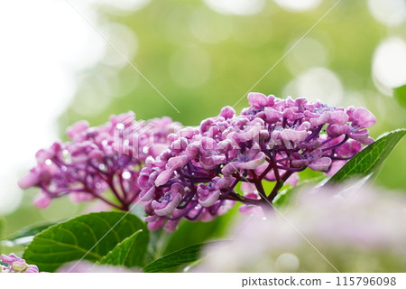 Pink color hydrangea Pink color hydrangea 115796098