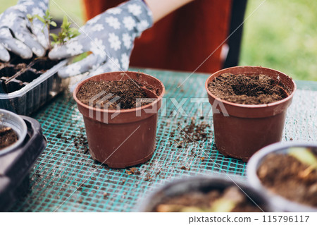 Young green seedlings of tomato in a special plastic form on nature background, woman gardener in apron and protective gloves transplanting seedlings outdoors. Growing organic food near home 115796117