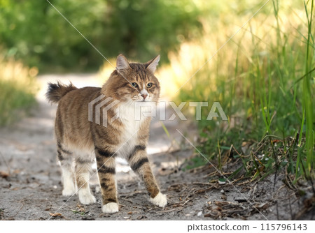Kurilian Bobtail in nature Kurilian Bobtail in nature 115796143