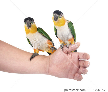 Black-headed parrot in studio Black-headed parrot in studio 115796157