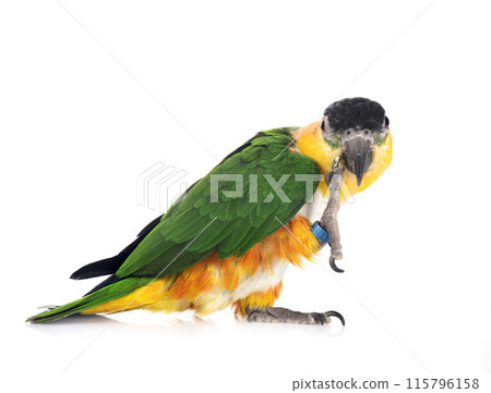 Black-headed parrot in studio 115796158