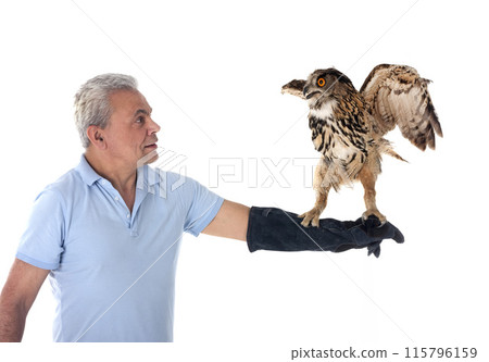 Eurasian eagle-owl in studio 115796159