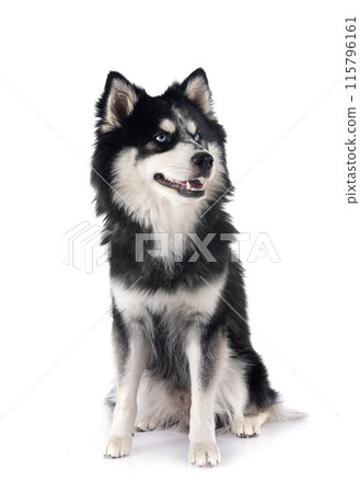 Pomsky in studio Pomsky in studio 115796161