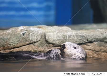 Lilo, the sea otter at Marine World 115796243