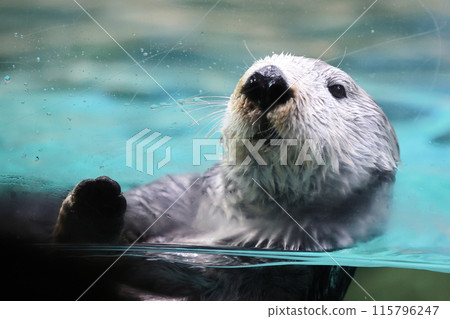 Lilo, the sea otter at Marine World Lilo, the sea otter at Marine World 115796247