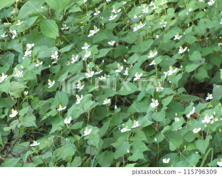 Houttuynia cordata flower Houttuynia cordata flower 115796309