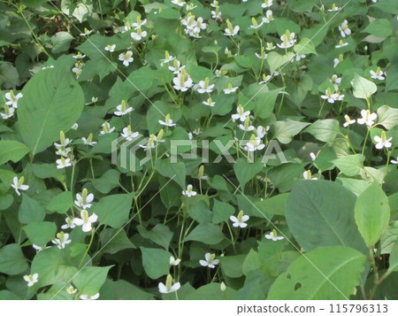 Houttuynia cordata flower Houttuynia cordata flower 115796313