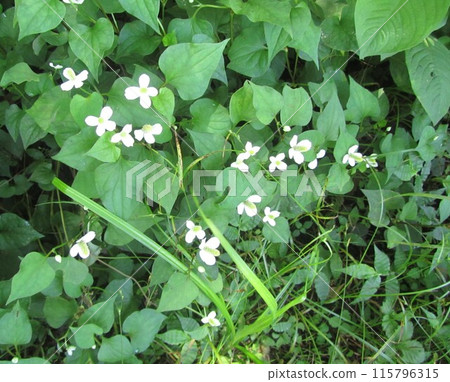 Houttuynia cordata flower 115796315