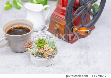 茶歇圖片:種植在石灰罐和復古咖啡磨中的多肉植物 茶歇圖片:種植在石灰罐和復古咖啡磨中的多肉植物 115796370